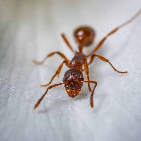 Field Ants, Pest Control in Whitechapel, E1. Call Now! 020 8166 9746