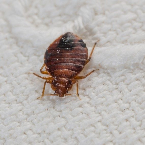 Bed Bugs, Pest Control in Whitechapel, E1. Call Now! 020 8166 9746