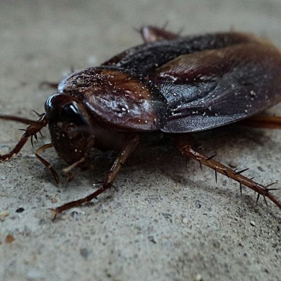 Cockroaches, Pest Control in Whitechapel, E1. Call Now! 020 8166 9746