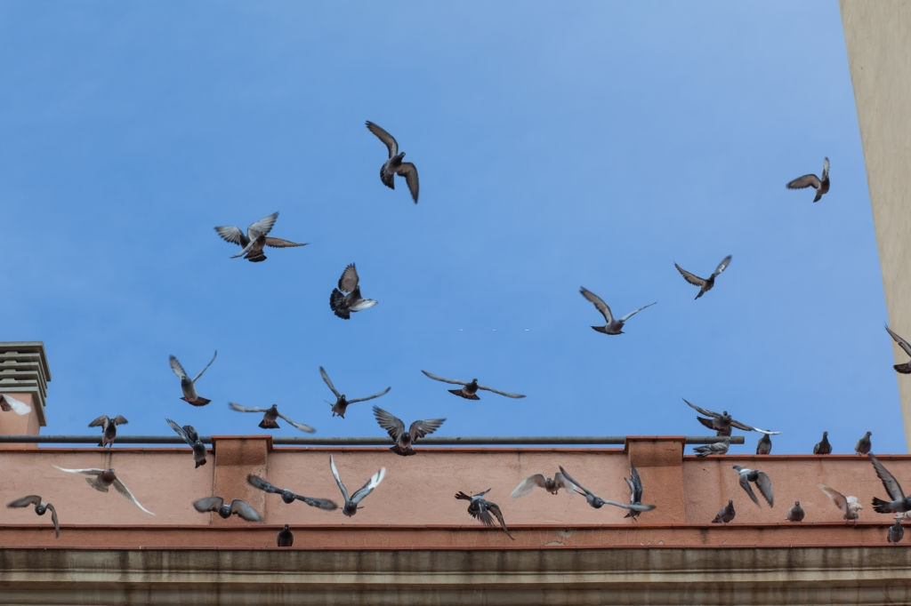 Pigeon Pest, Pest Control in Whitechapel, E1. Call Now 020 8166 9746