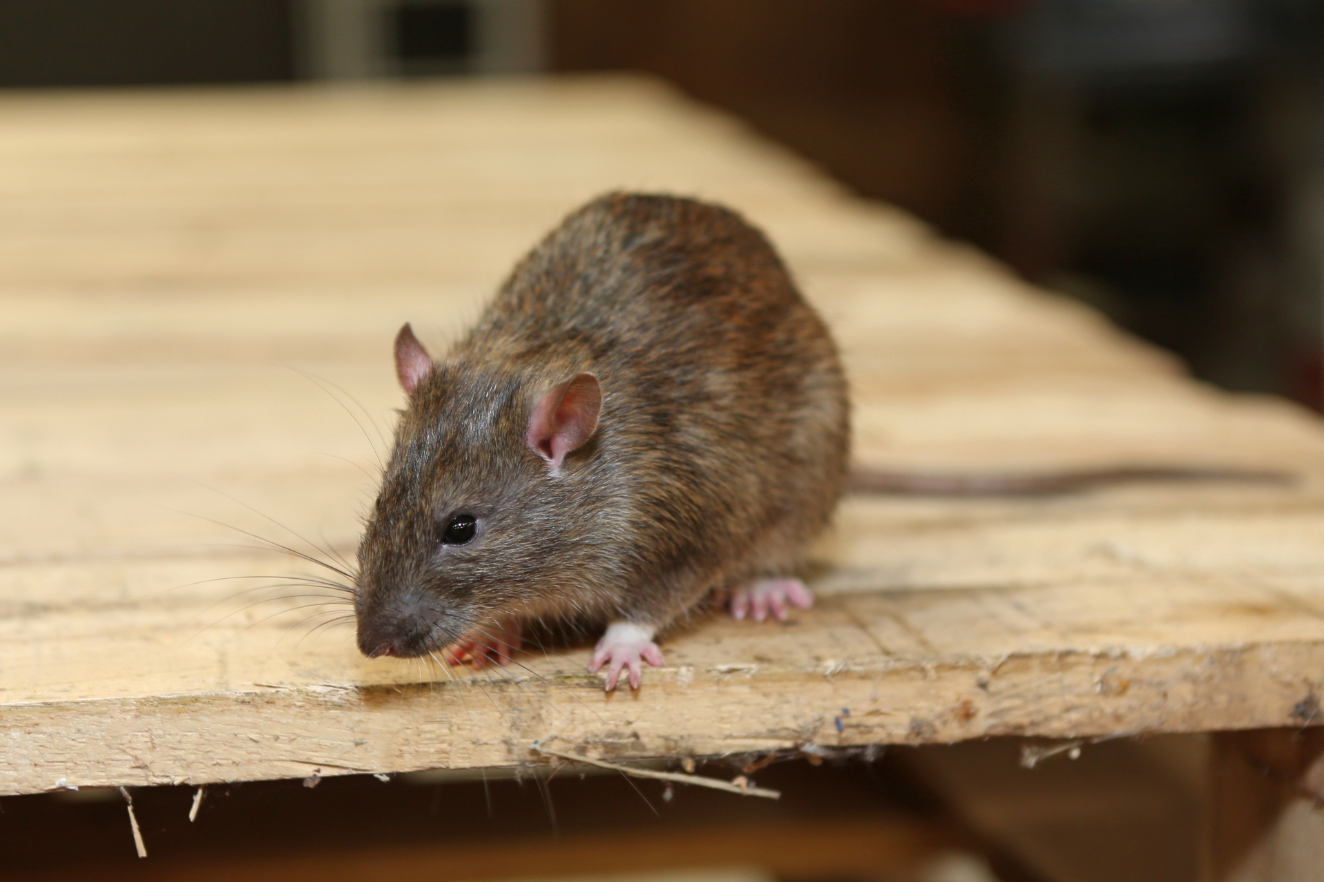 Rat Infestation, Pest Control in Whitechapel, E1. Call Now 020 8166 9746