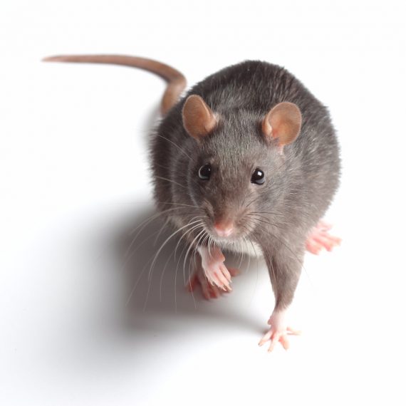 Rats, Pest Control in Whitechapel, E1. Call Now! 020 8166 9746