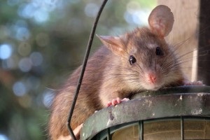 Rat extermination, Pest Control in Whitechapel, E1. Call Now 020 8166 9746