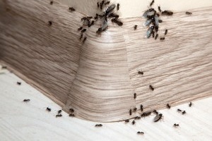 Ant Control, Pest Control in Whitechapel, E1. Call Now 020 8166 9746