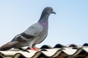 Pigeon Control, Pest Control in Whitechapel, E1. Call Now 020 8166 9746