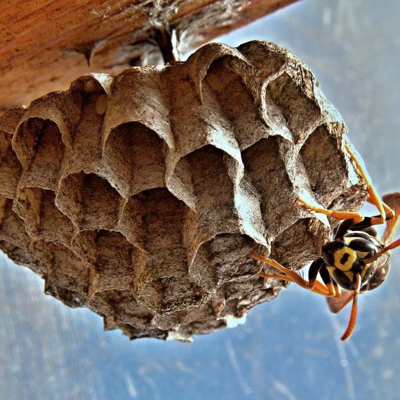 Wasps Nest, Pest Control in Whitechapel, E1. Call Now! 020 8166 9746