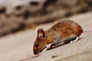 Mice Exterminator, Pest Control in Whitechapel, E1. Call Now 020 8166 9746