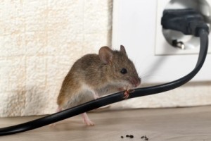 Mice Control, Pest Control in Whitechapel, E1. Call Now 020 8166 9746